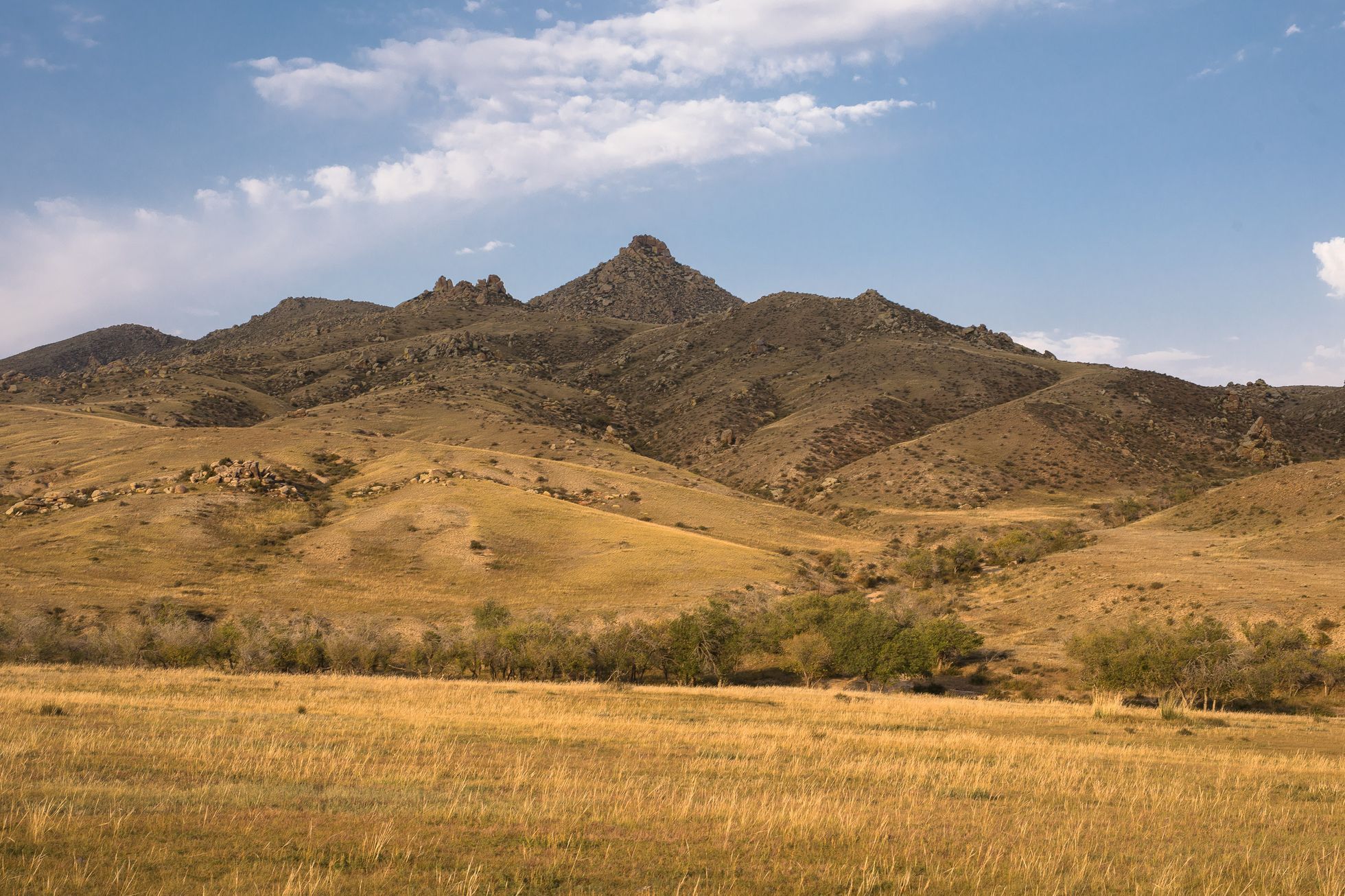 Mongolsko - kůň Převalského, Národní park Chustaj, koně, pláně, stepi