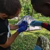Bělozubka, Afrika