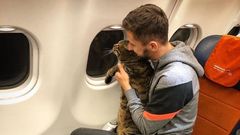 kočka v letadle