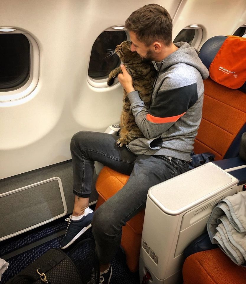kočka v letadle