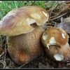 houba hřib dubový