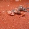 La Tomatina