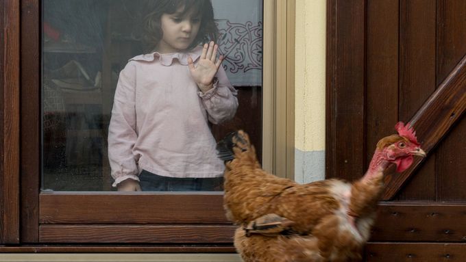 Dítě v karanténě sleduje přes okno slepici. Život v Itálii během probíhající pandemie koronaviru Covid-19. Březen, 2020.
