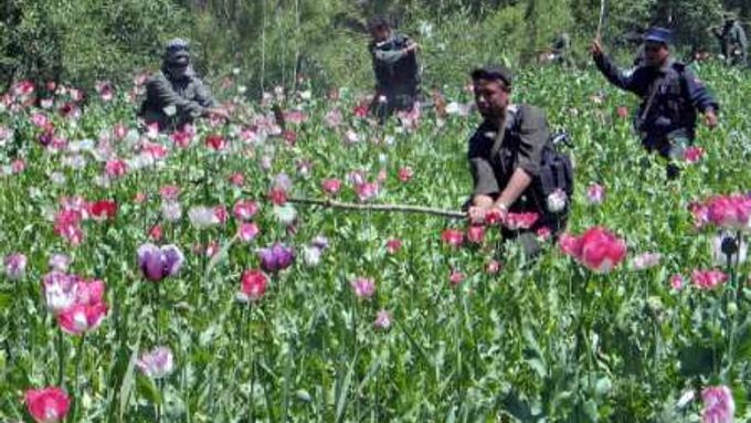 Na makové pole nedaleko Heratu v Afgánistánu vtrhlo protidrogové komando.