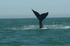 Tragédie velryb u Zélandu. 47 jich uhynulo na mělčině