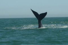 Tragédie velryb u Zélandu. 47 jich uhynulo na mělčině