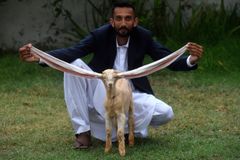 V Pákistánu se narodilo kůzle s půlmetrovýma ušima. Zvítězilo i v soutěži krásy