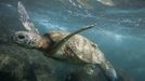 A green sea turtle is seen off the coast of Oahu, Hawaii April 8, 2006. U.S.