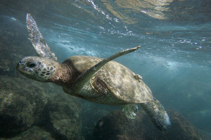 A green sea turtle is seen off the coast of Oahu, Hawaii April 8, 2006. U.S.