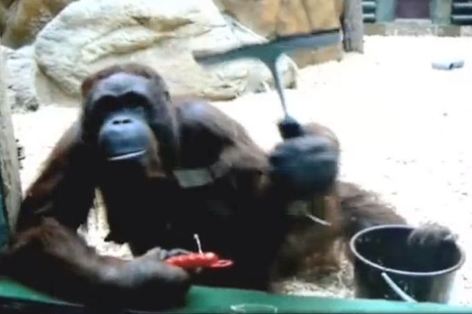 Orangutanice Žaneta uklízí v Zoo Dvůr Králové.