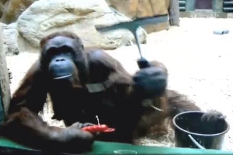Orangutanice Žaneta uklízí