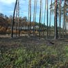 Obnova lesa po požáru