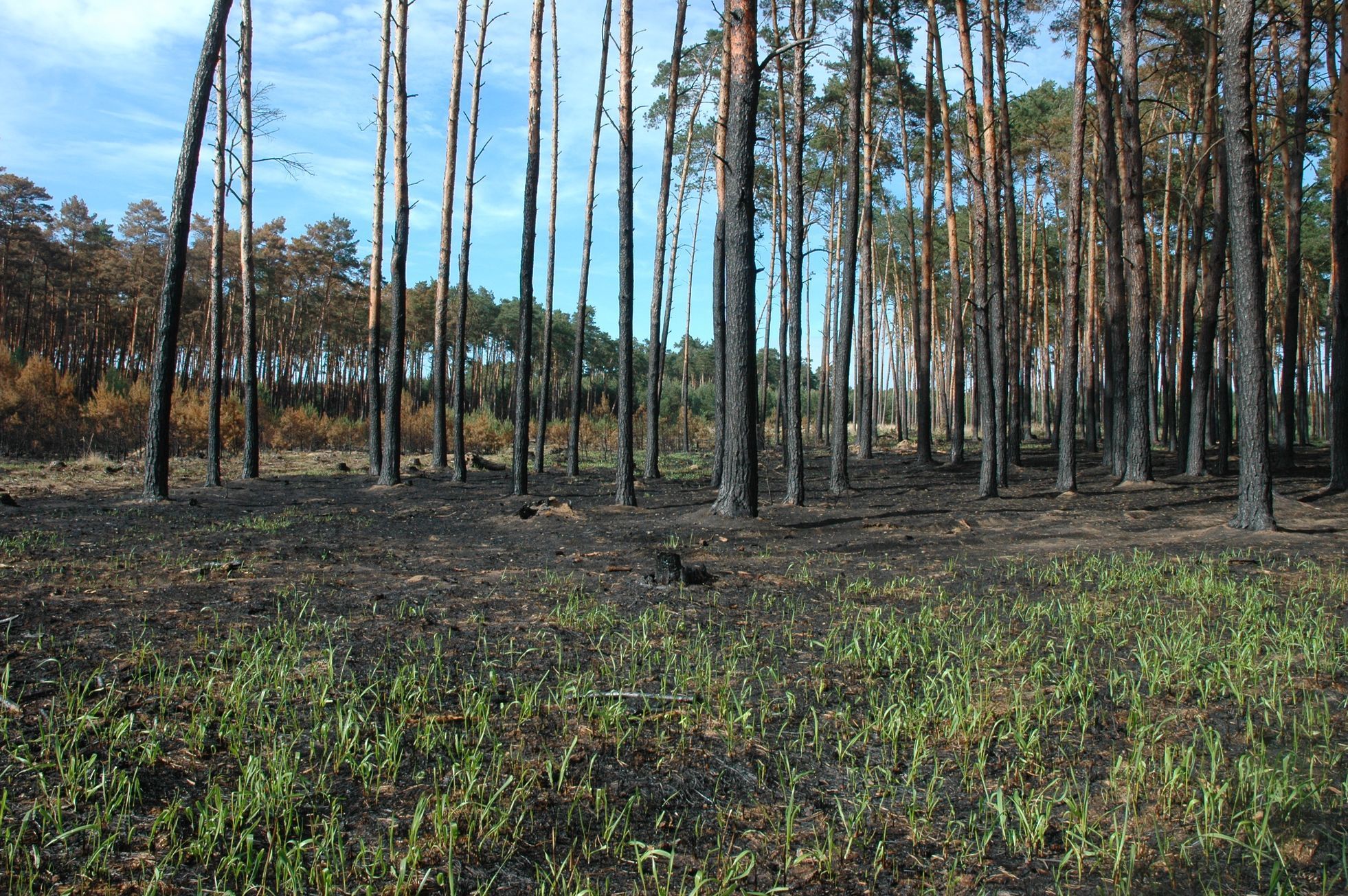 Obnova lesa po požáru