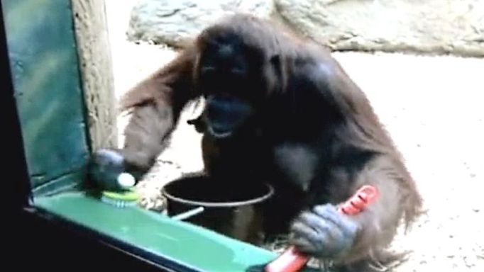 Orangutanice Žaneta ze uklízí svůj výběh v ZOO Dvůr Králové.