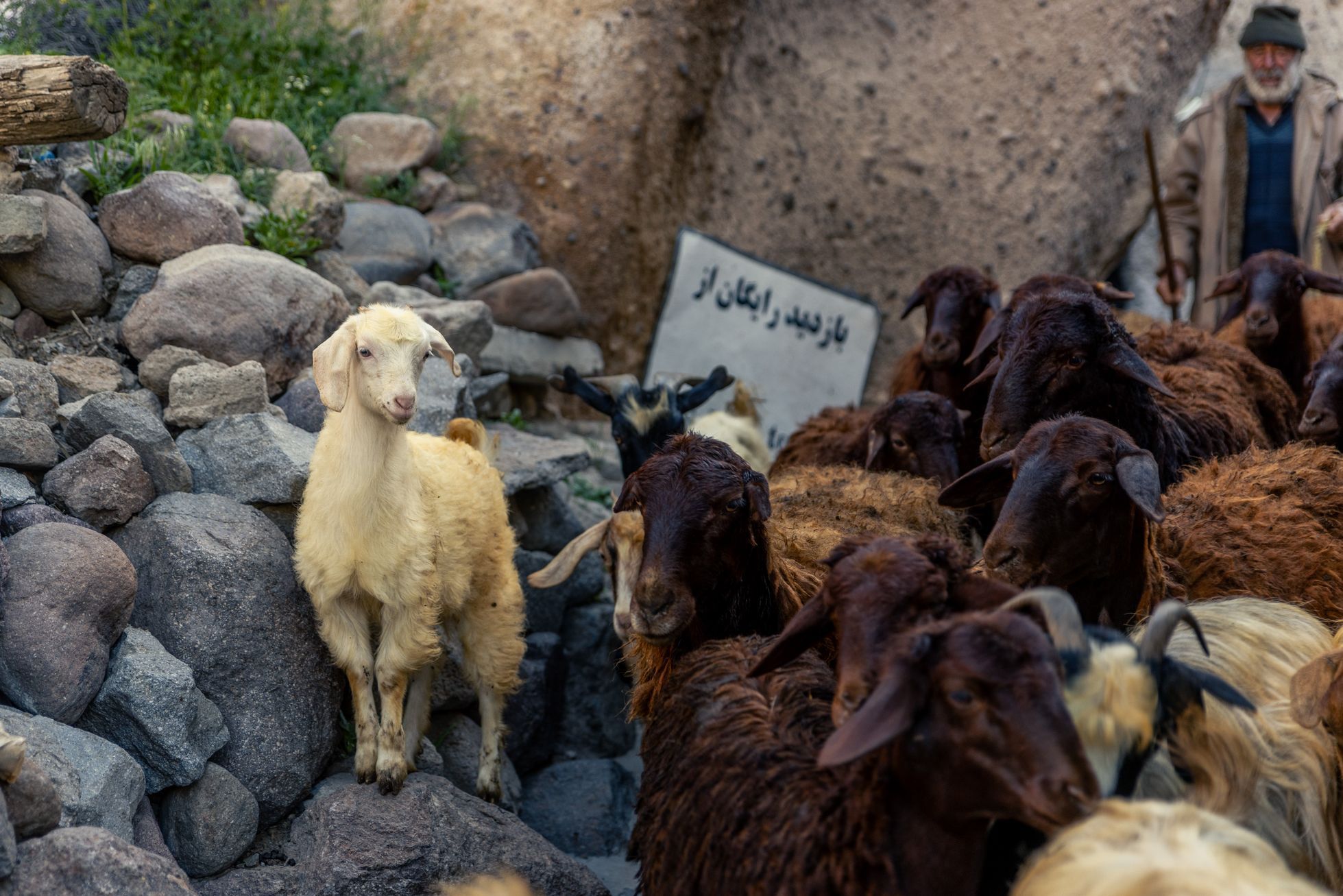 žlutá žába irán O7