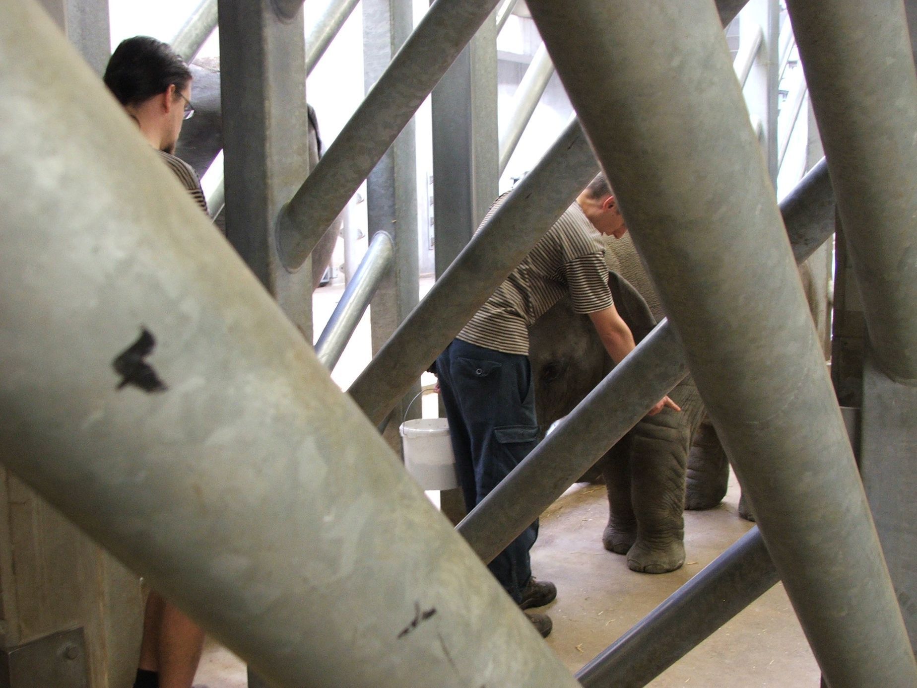 Údolí slonů - ZOO Praha