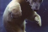 Mládě ledního medvěda. Pod vodou má otevřené oči, ale pevně uzavřené nozdry, bez dýchání vydrží až dvě minuty.