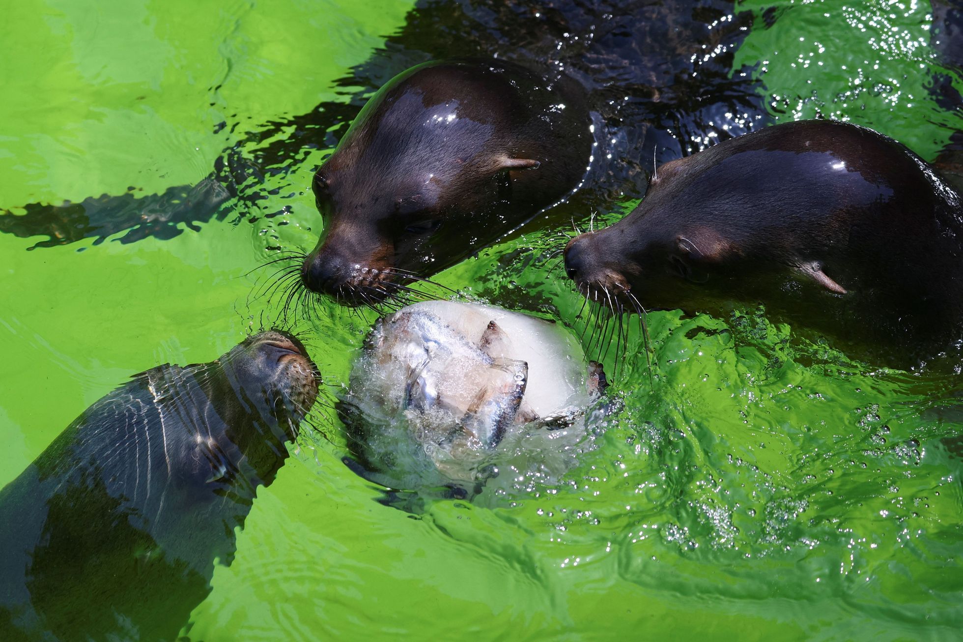 zoo vlny veder zvířata