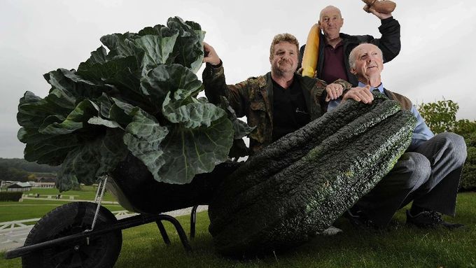 Přerostlí zeleninoví giganti na podzimním festivalu v Harrogate