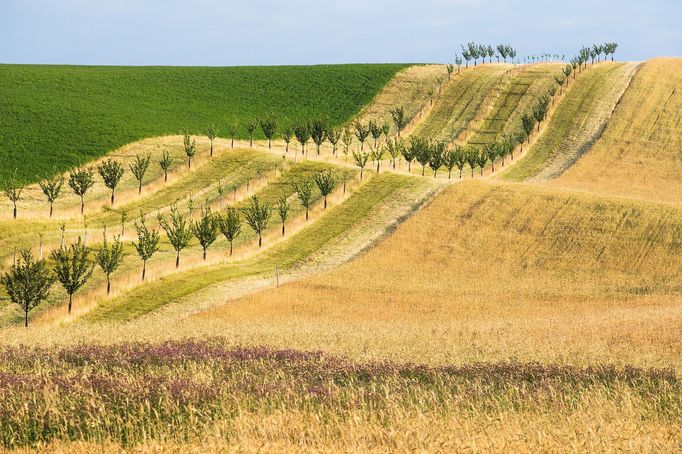 Moravské Toskánsko, které se pro fotografy z celého světa stalo extrémně přitažlivou lokalitou