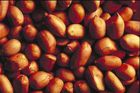 Češi snědí půl kila arašídů za rok. Plísní už se bát nemusíte, pozor však na sůl