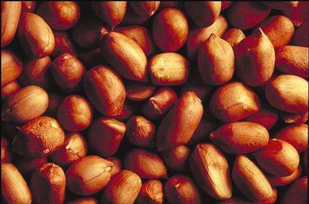 Alergie na arašídy může člověka stát při neopatrném stravování i život.
