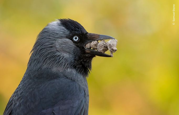 Fotografie ze soutěže Wildlife Photographer of the Year 2024