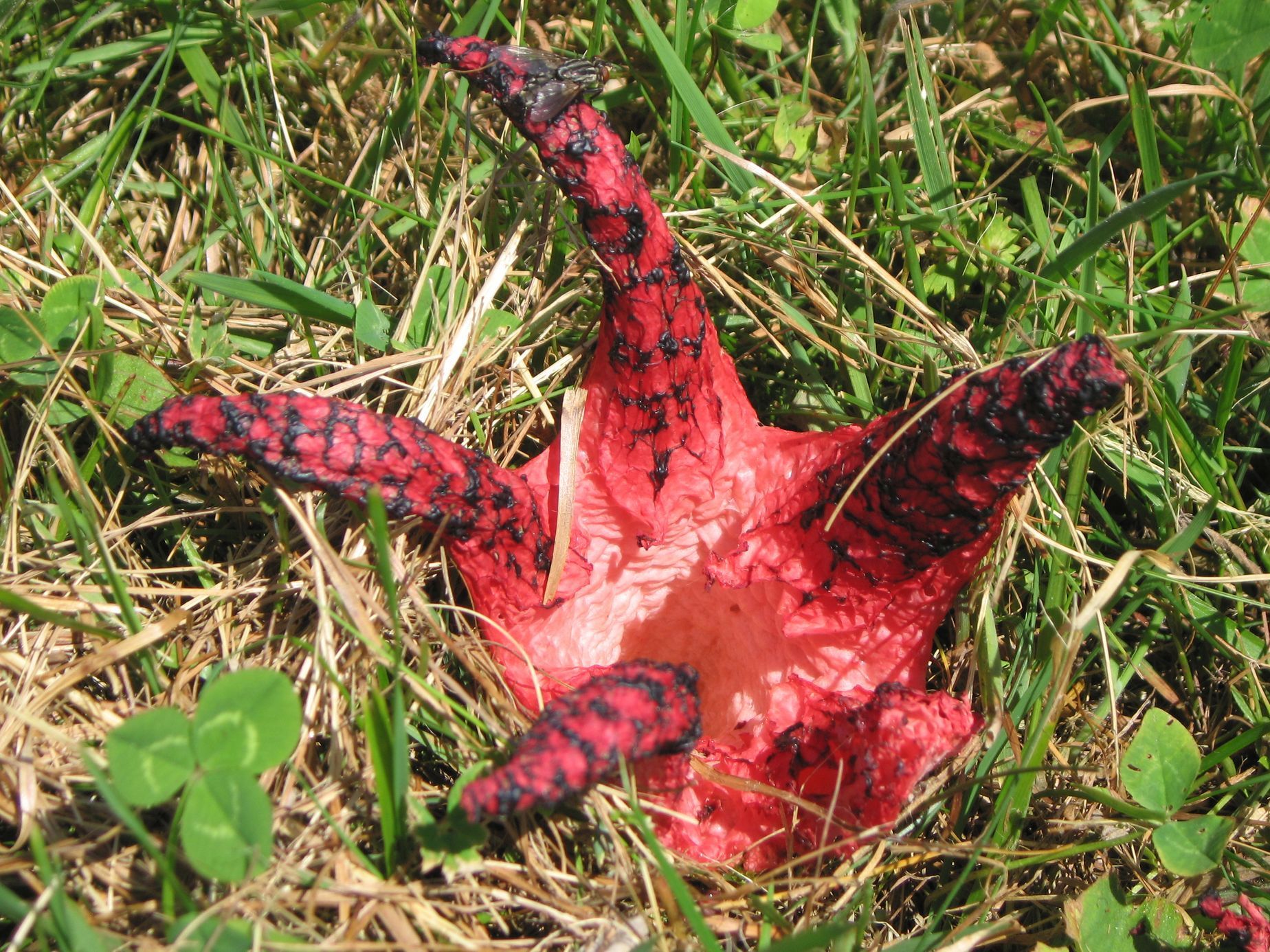 NEPOUŽÍVAT !!! Fotosoutěž houby 2017