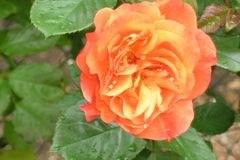 Duben na zahradě: věnujte se růžím i jahodníkům