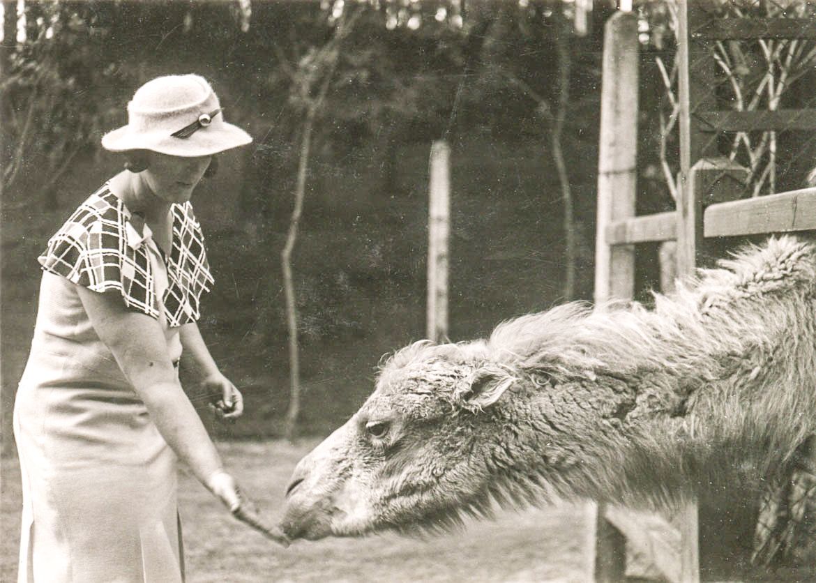 ZOO Liberec, zoo, zoologická zahrada, Liberec, historie, výročí, Domácí