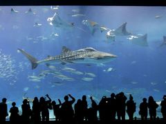 Kvůli úbytku kyslíku ve spodních vrstvách oceánu se vědci obávají zvýšeného počtu útoků žraloků.