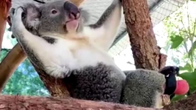 Koala s protetickou nohou od zubaře řádí a šplhá po stromech