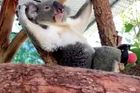 Koala se narodil bez jednoho chodidla. Díky zázračné protéze od zubaře běhá i šplhá