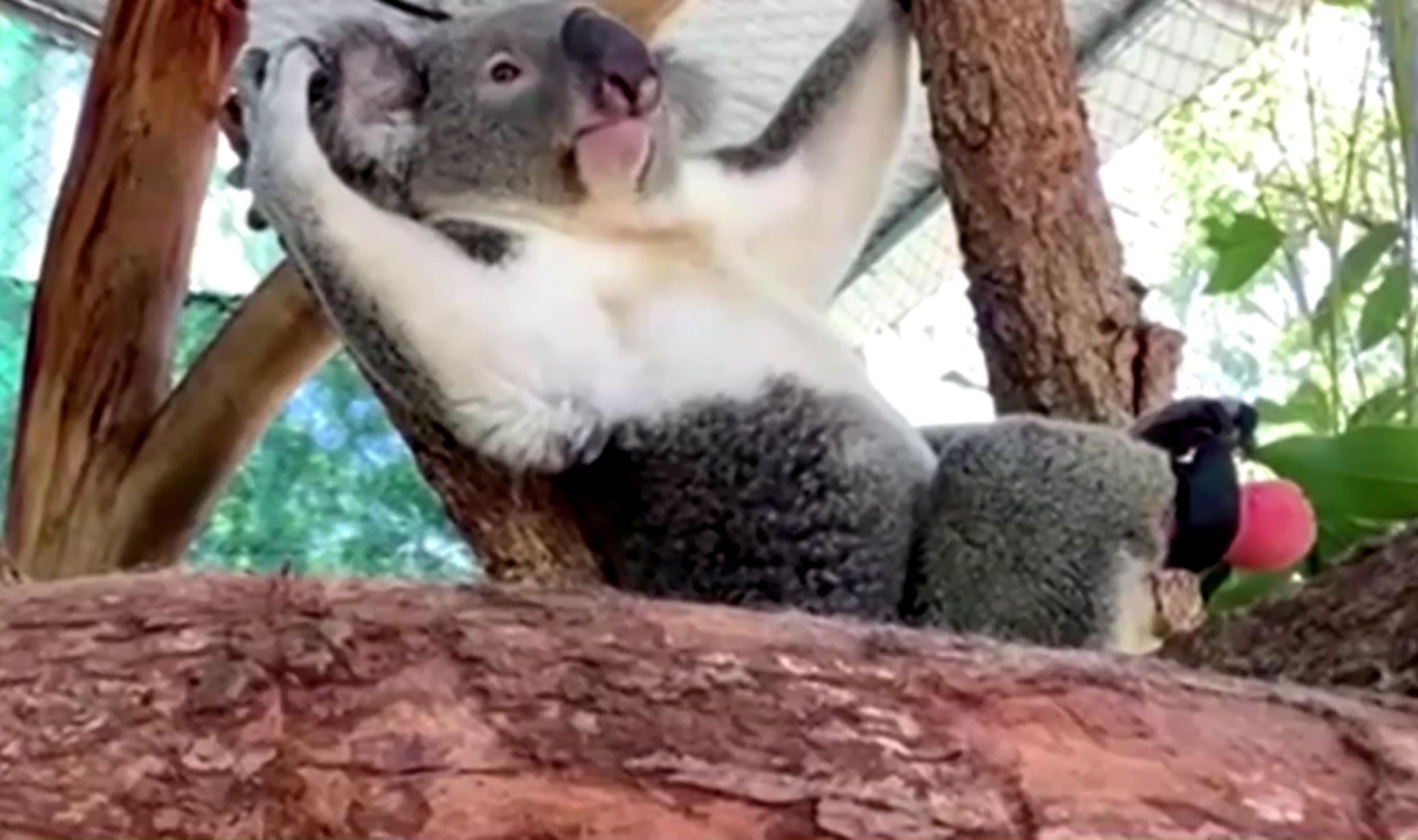 Koala s protetickou nohou od zubaře