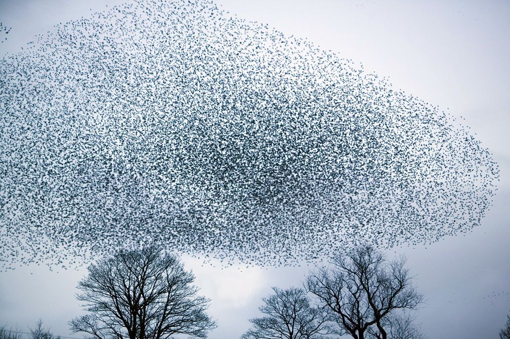 Fotogalerie: Když na obloze kouzlí hejna špačků