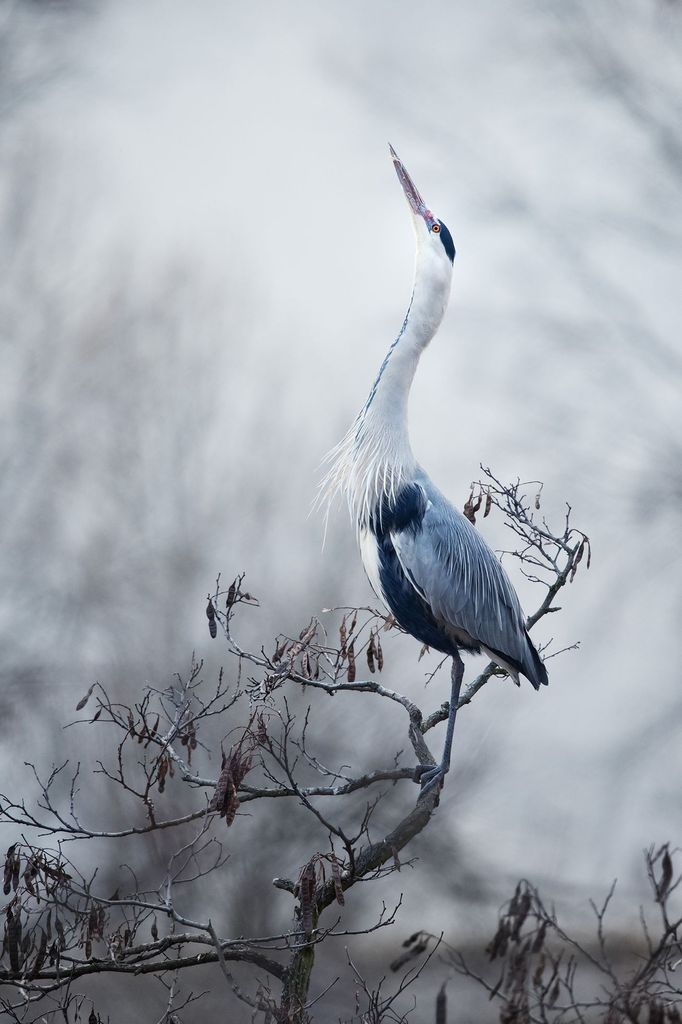 Czech Nature Photo 2019 - nominace