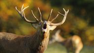 Jelen v říji v parku Studley Royal, který leží nedaleko malého města Ripon, v anglickém hrabství North Yorkshire.