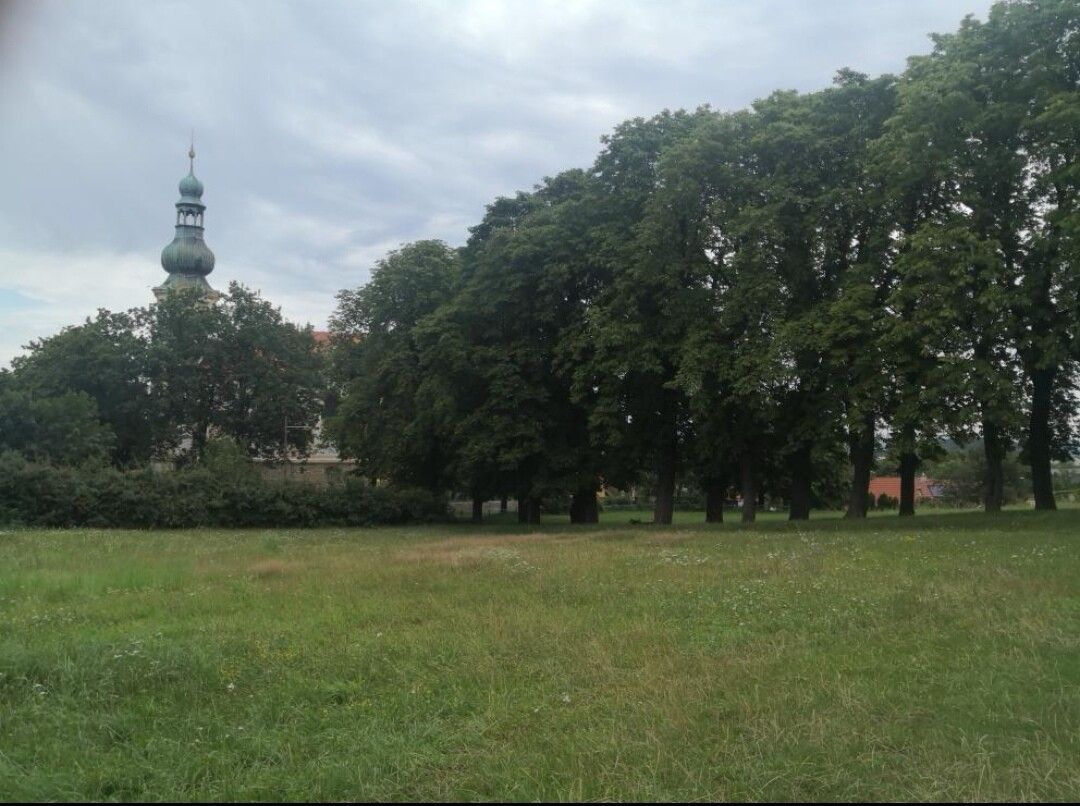 Alej roku 2024