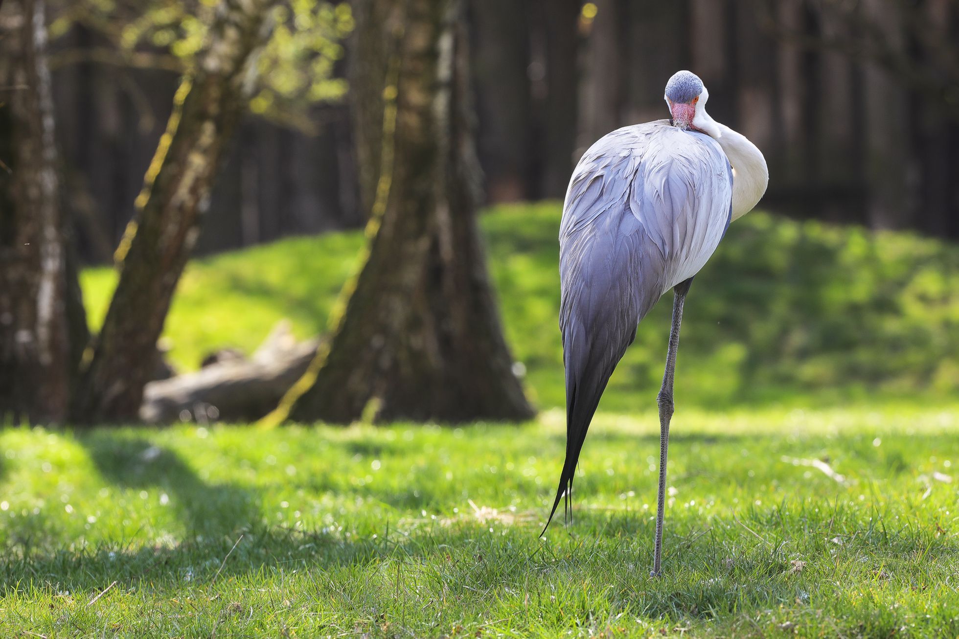 Uzavřená Zoo Dvůr Králové kvůli nouzovému stavu