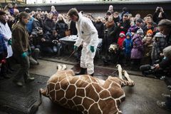Nešťastné, říká o utracení žirafy ředitel pražské zoo