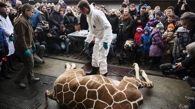 Tělo žirafího samce ošetřovatelé porcovali před návštěvníky.