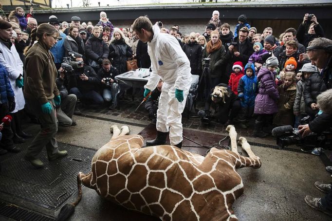 Tělo žirafího samce ošetřovatelé porcovali před návštěvníky.