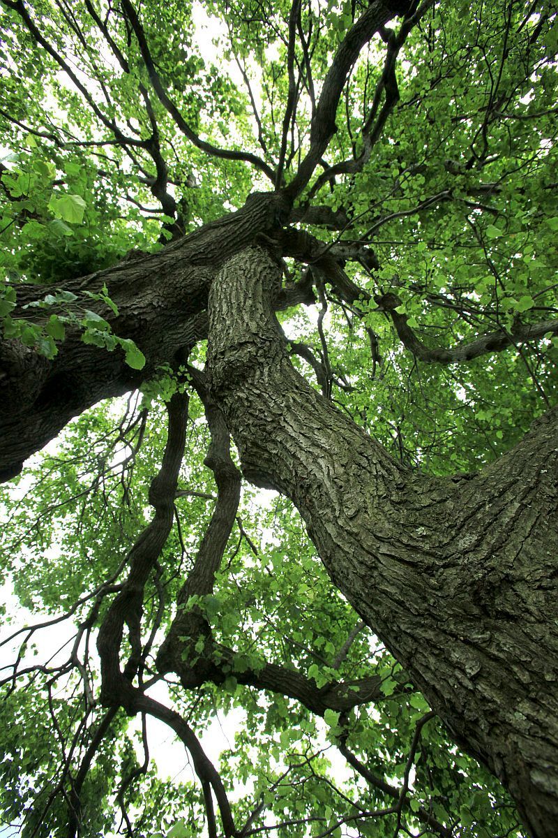 Strom roku 2010 - Zlatá lípa