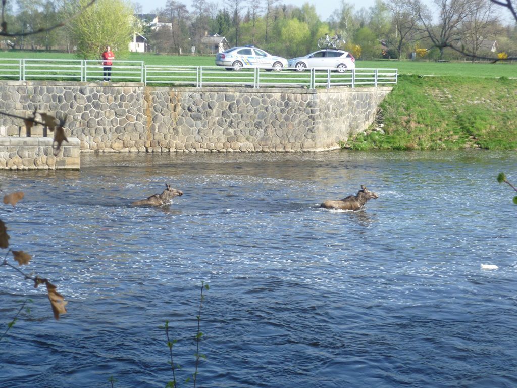 Los v Budějovicích