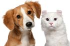 Kočka nebo pes v bytě: Zásady bezproblémového soužití