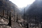 Požár v Národním parku České Švýcarsko, který se hasičům už podařilo dostat pod kontrolu, za sebou zanechal znatelné škody. Fotografie z 2. srpna ukazují spálené smrky v Pravčickém dole.