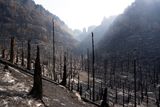Požár v Národním parku České Švýcarsko, který se hasičům už podařilo dostat pod kontrolu, za sebou zanechal znatelné škody. Fotografie z 2. srpna ukazují spálené smrky v Pravčickém dole.
