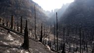 Požár v Národním parku České Švýcarsko, který se hasičům už podařilo dostat pod kontrolu, za sebou zanechal znatelné škody. Fotografie z 2. srpna ukazují spálené smrky v Pravčickém dole.