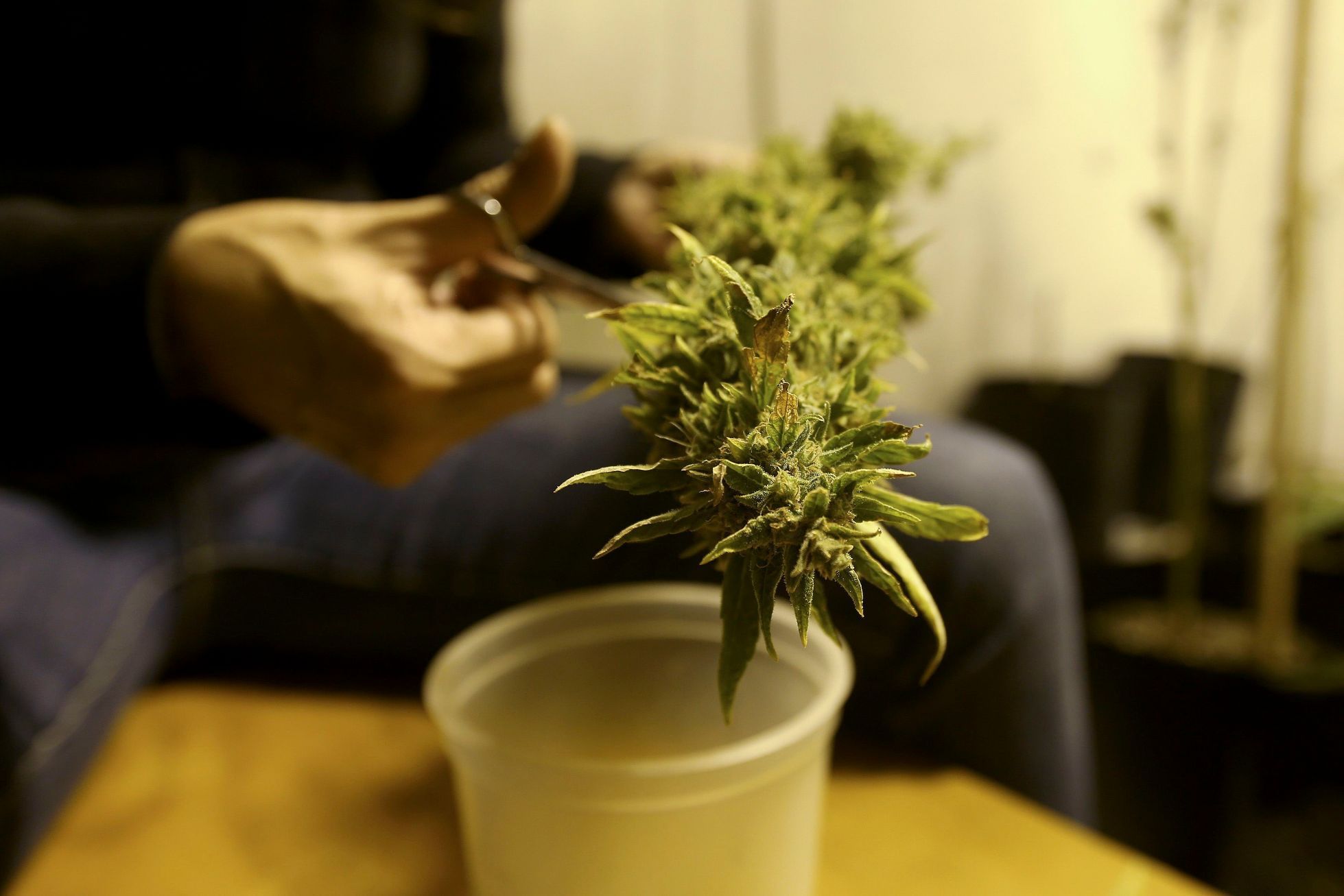 Marihuana, domácí pěstování konopí, ilustrační foto