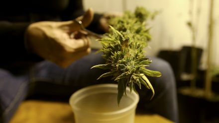 Šéf SÚKL: Vypíšeme tendr i na další odrůdy léčebného konopí